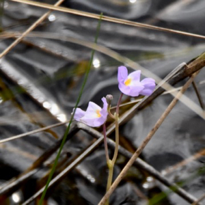 eastern purple bladderwort